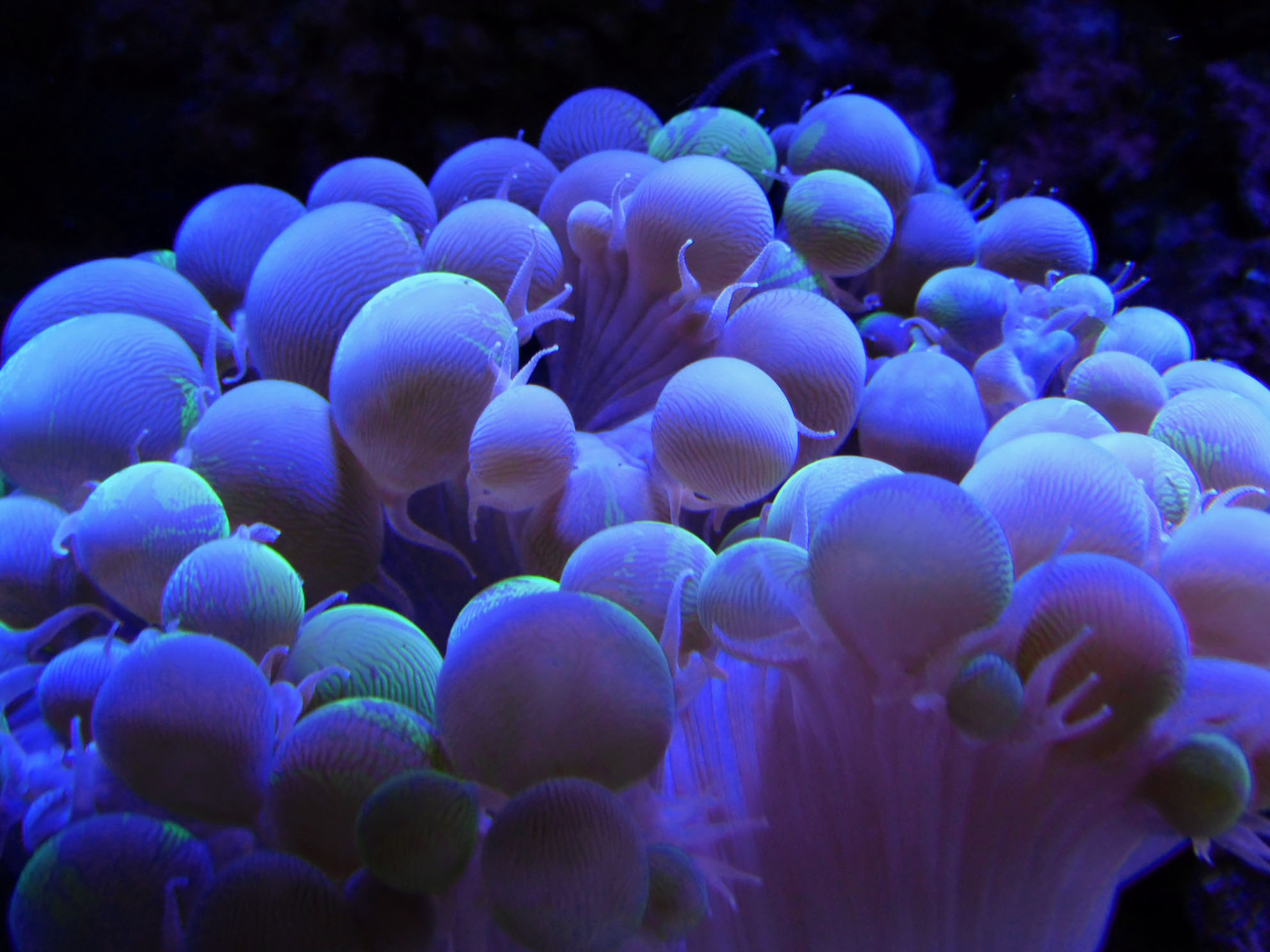 Coral del archivo original de ReefsWorld