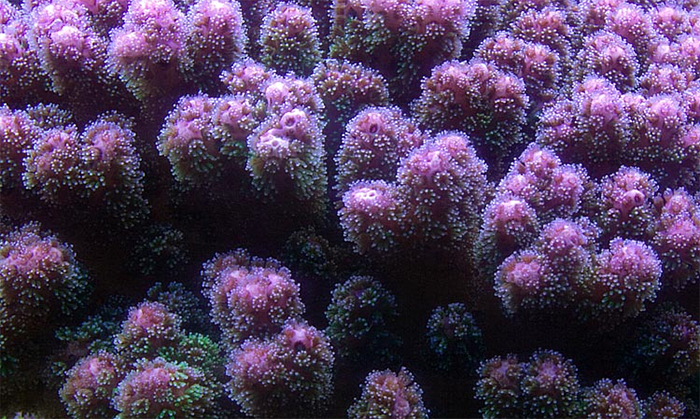 Pocillopora en el arrecife