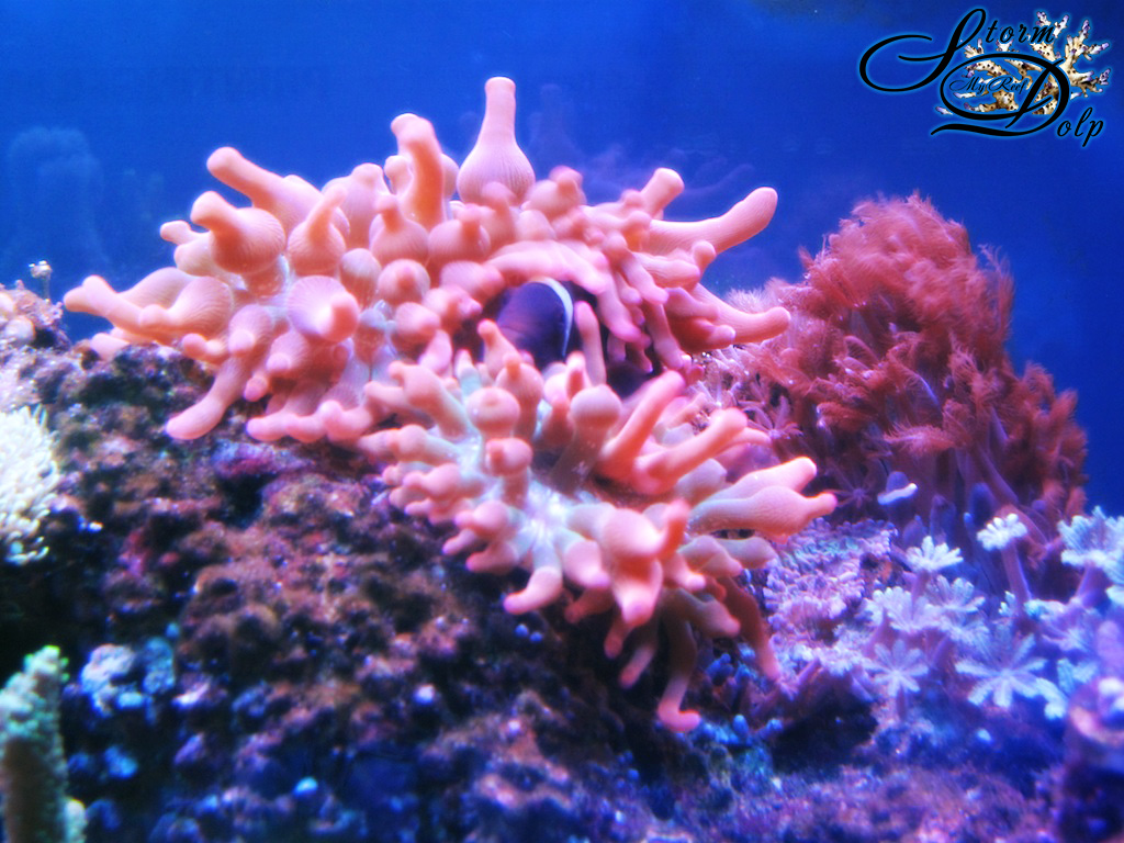 Acuario histórico de ReefsWorld, fotografiado en 2017